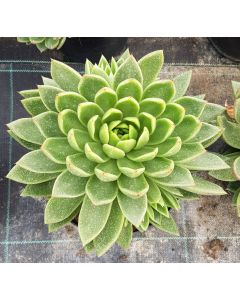 Echeveria 'Gilva'