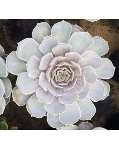 Echeveria 'Lila China'