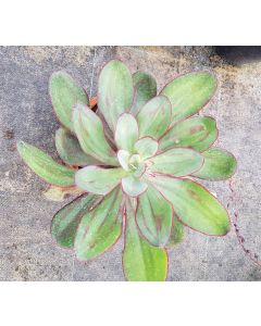 Echeveria nodulosa 'Maruba Benitsukasa'