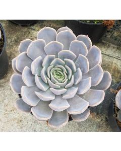 Echeveria 'Orion'