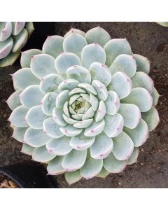 Echeveria pringlei var. Parva