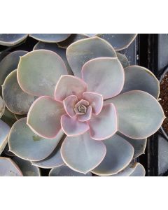 Echeveria 'Perle von Nürnberg'