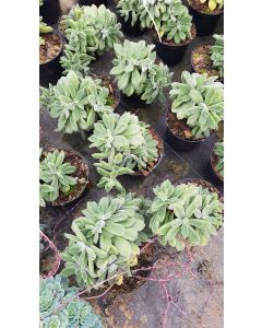 Echeveria pulvinata 