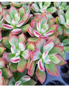 Echeveria pulvinata DEVOTION 'BCEC12001'