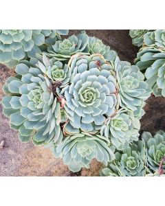 Echeveria pumila x glauca