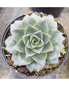 Echeveria purpusorum