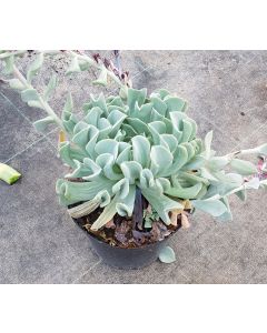 Echeveria runyonii 'Topsy Turvy'