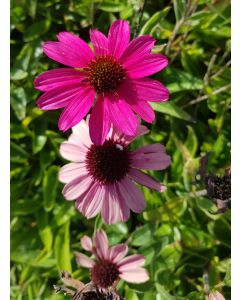 Echinacea SUNSEEKERS® 'Magenta' / Échinacée Magenta