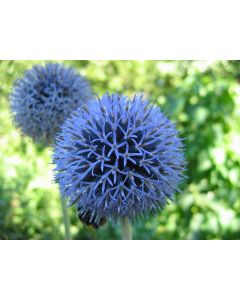 Echinops bannaticus 'Blue Globe' / Chardon boule à fleur bleu