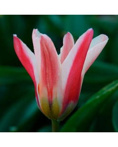 Tulipa fosteriana 'Emperor Zombie' (Multi-bulbe) / Tulipe de Foster naturalisable