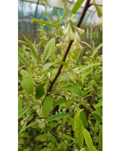 Elaeagnus multiflora / Goumi du Japon à baies rouges