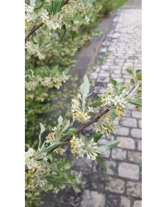 Elaeagnus umbellata Pointilla® 'Sweet'N'Sour' / Chalef d'automne