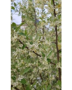 Elaeagnus umbellata (De bouture) / Chalef d'automne