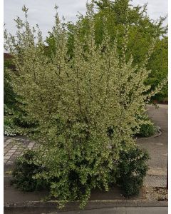 Elaeagnus umbellata (Semis) / Chalef d'automne