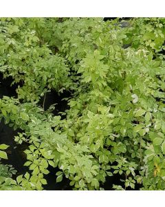 Eleutherococcus sieboldianus 'Variegatus' / Eleuthérocoque de Siebold 