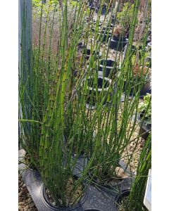 Equisetum americanum / Prêle géante