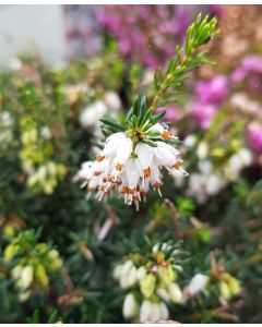 Erica X darleyensis 'Blanche' / Bruyère d'hiver blanche