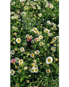Erigeron karvinskianus 'Profusion' / Pâquerette des murailles