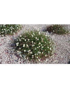 Erigeron karvinskianus 'Blütenmeer' / Pâquerette des murailles