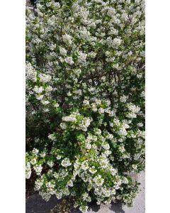 Escallonia 'Iveyi' / Escallonia à grandes fleurs blanches parfumées