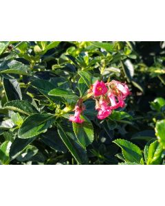 Escallonia rubra Var. Macrantha / Escallonia à grandes fleurs rose vif