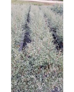 Eucalyptus gunnii France Bleu® 'Rengun' / Gommier cidre France Bleu®