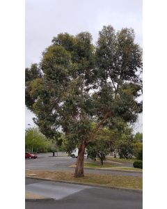 Eucalyptus gunnii / Gommier cidre