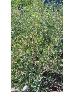 Eucalyptus parviflora / Gommier à petites feuilles