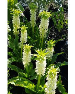 Eucomis autumnalis / Plante ananas