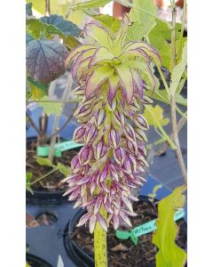 Eucomis bicolor / Plante ananas
