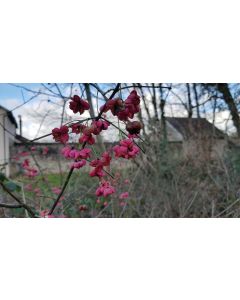 Euonymus europaeus / Fusain d’Europe