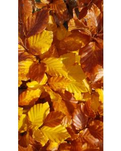 Fagus sylvatica / Hêtre commun