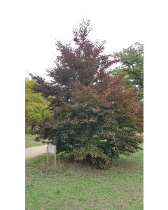 Fagus sylvatica 'Purpurea' / Hêtre poupre