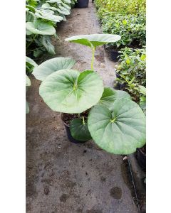 Farfugium japonicum 'Gigantea' / Plante Panthère géante