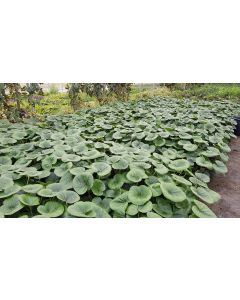 Farfugium japonicum 'Gigantea' / Plante Panthère géante