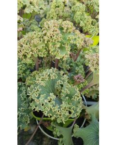 Farfugium japonicum 'Wavy Gravy'® / Plante Panthère