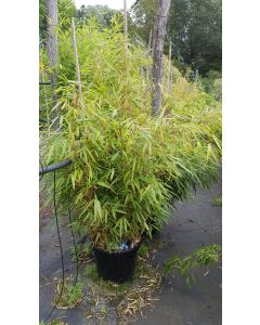 Fargesia robusta 'Campbell' / Bambou non traçant