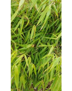 Fargesia robusta 'Pingwu' / Bambou non traçant