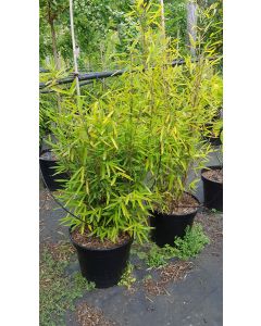 Fargesia nitida 'Trifina' / Bambou non traçant