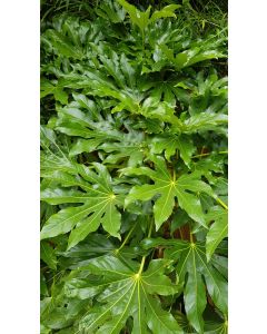 Fatsia japonica / Aralie du Japon