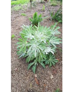 Fatsia japonica SPIDER'S WEB® 'Tsumugi-shibori' / Aralie du Japon panaché