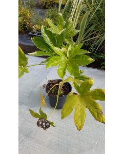 Fatsia japonica 'Variegata' / Aralie du Japon panaché