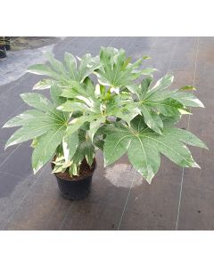 Fatsia japonica 'Variegata' / Aralie du Japon panaché
