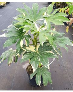 Fatsia japonica 'Variegata' / Aralie du Japon panaché