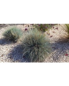 Festuca glauca 'Elijah Blue' / Fétuque Bleu