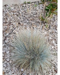 Festuca glauca 'Festina Blue' / Fétuque Bleu