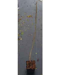 Ficus carica 'Desert king' / Figuier 'Desert king'