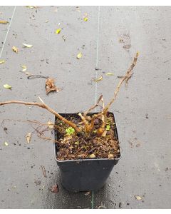 Ficus carica 'Francuesco' / Figuier 'Francuesco'