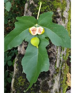 Ficus carica 'Lusignan' / Figuier jaune