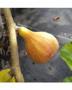 Ficus carica 'Terza' / Figuier 'Quinta'